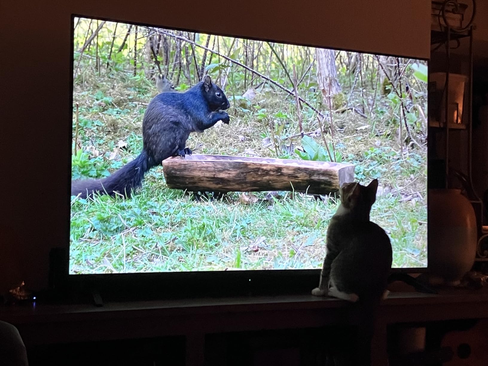 INSIGNIA 55-inch Class F50 Series LED 4K UHD Smart Fire TV with Alexa Voice Remote (NS-55F501NA26) - Customer Photo 1