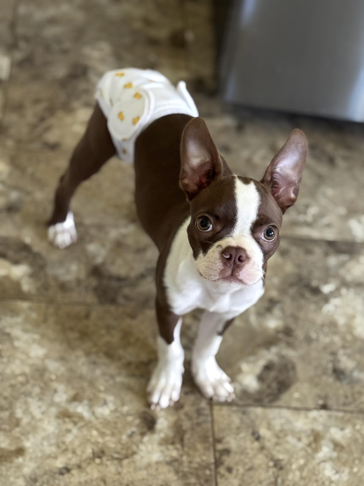 Regalo 38.5-Inch Extra Wide Baby Gate – Pressure Mount Baby and Pet Safety Gate for Bottom of Stairs & Doorways – Tested and Trusted, American Designed, American Owned Customer Review Regalo 38.5-Inch Extra Wide Baby Gate – Pressure Mount Baby and Pet Safety Gate for Bottom of Stairs & Doorways – Tested and Trusted, American Designed, American Owned - Customer Photo 4