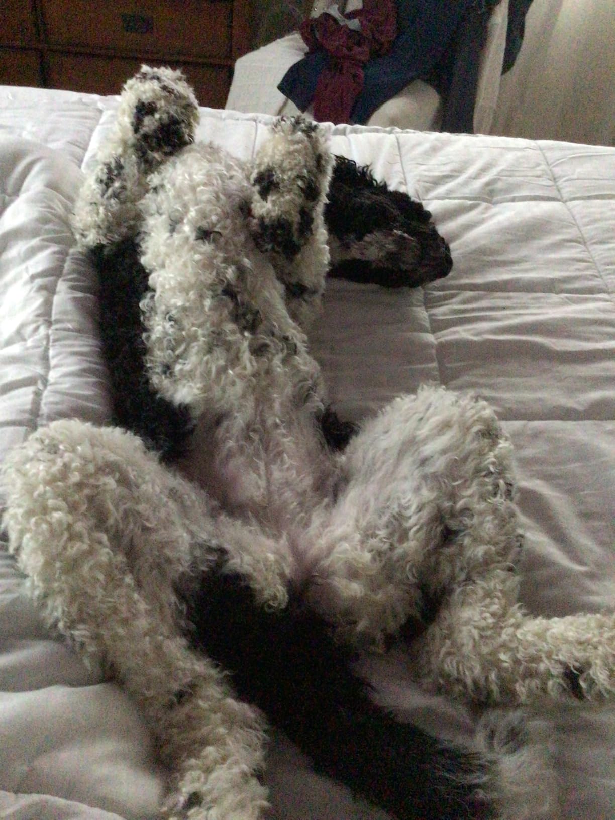 Amazon Basics White Down Alternative Comforter and Duvet Insert with Corner Tabs (King, Light) - Customer Photo 2