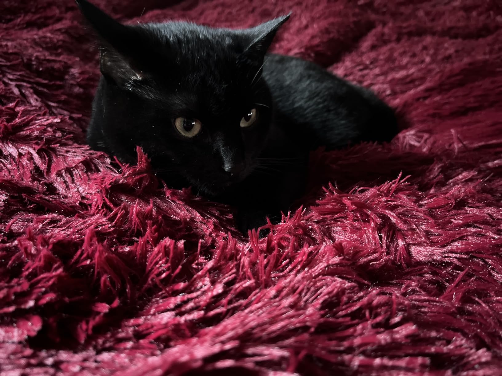 Bedsure GentleSoft Fluffy Black Throw Blanket Gifts for Men, Black Decor Soft Cozy Fuzzy Plush Minky Thick Warm Sherpa Fleece Faux Fur Throws for Couch Bed, Furry Blanket Gifts for Mom Dad, 50x60 - Customer Photo 4