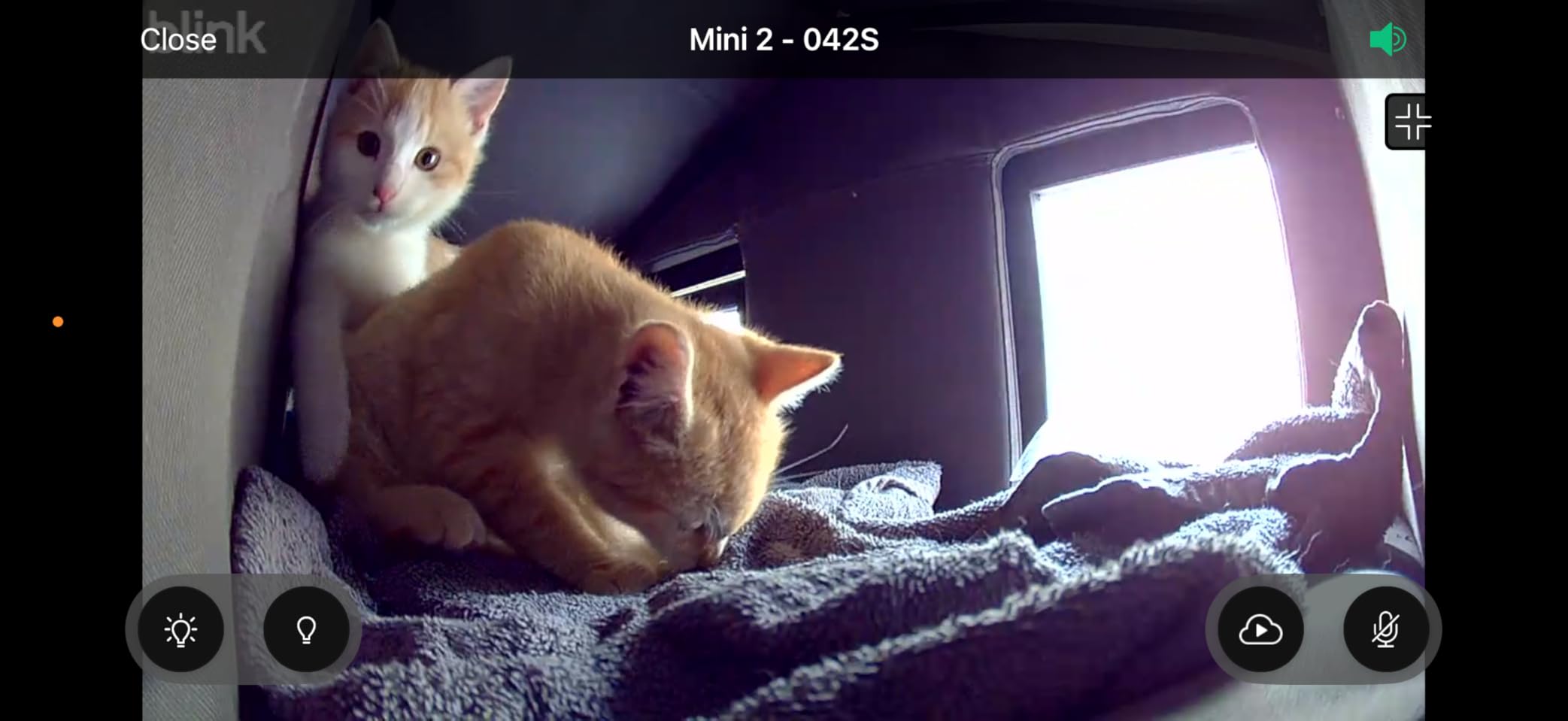 Blink Mini 2 — Home Security & Pet Camera with HD video, color night view, motion detection, two-way audio, and built-in spotlight — 1 camera (White) - Customer Photo 1