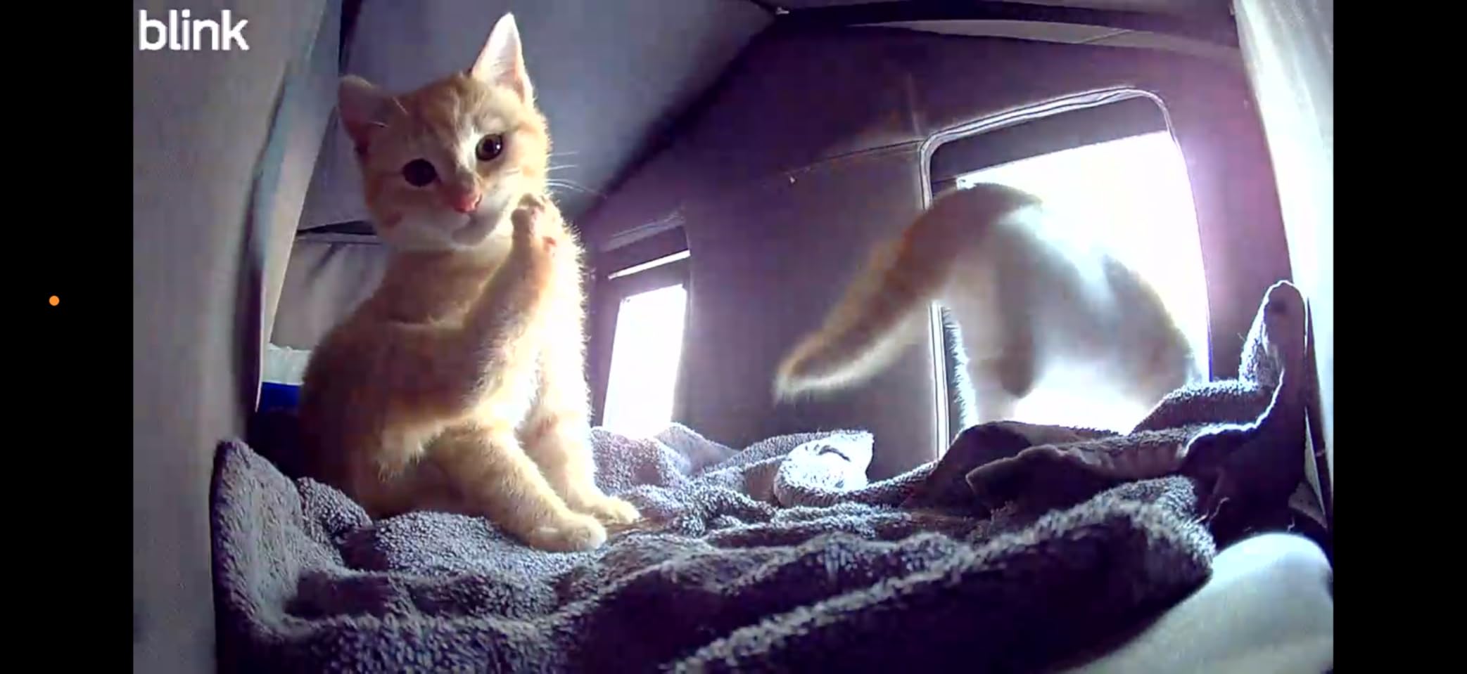 Blink Mini 2 — Home Security & Pet Camera with HD video, color night view, motion detection, two-way audio, and built-in spotlight — 1 camera (White) - Customer Photo 2