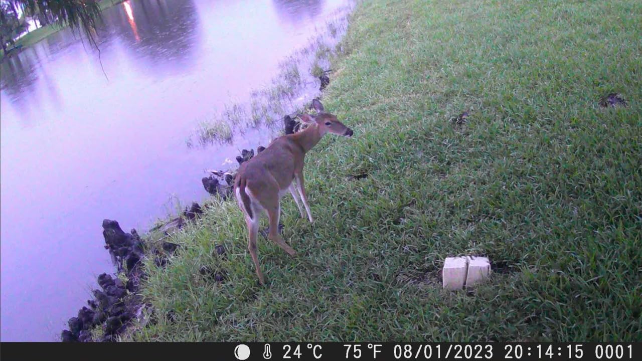 eufy Security SoloCam S220, Solar Security Camera, Wireless Security Camera Outdoor, 2K Resolution, Continuous Power, No Monthly Fee, HomeBase 3 Compatible, 2.4 GHz Wi-Fi, for Outdoor Surveillance - Customer Photo 4