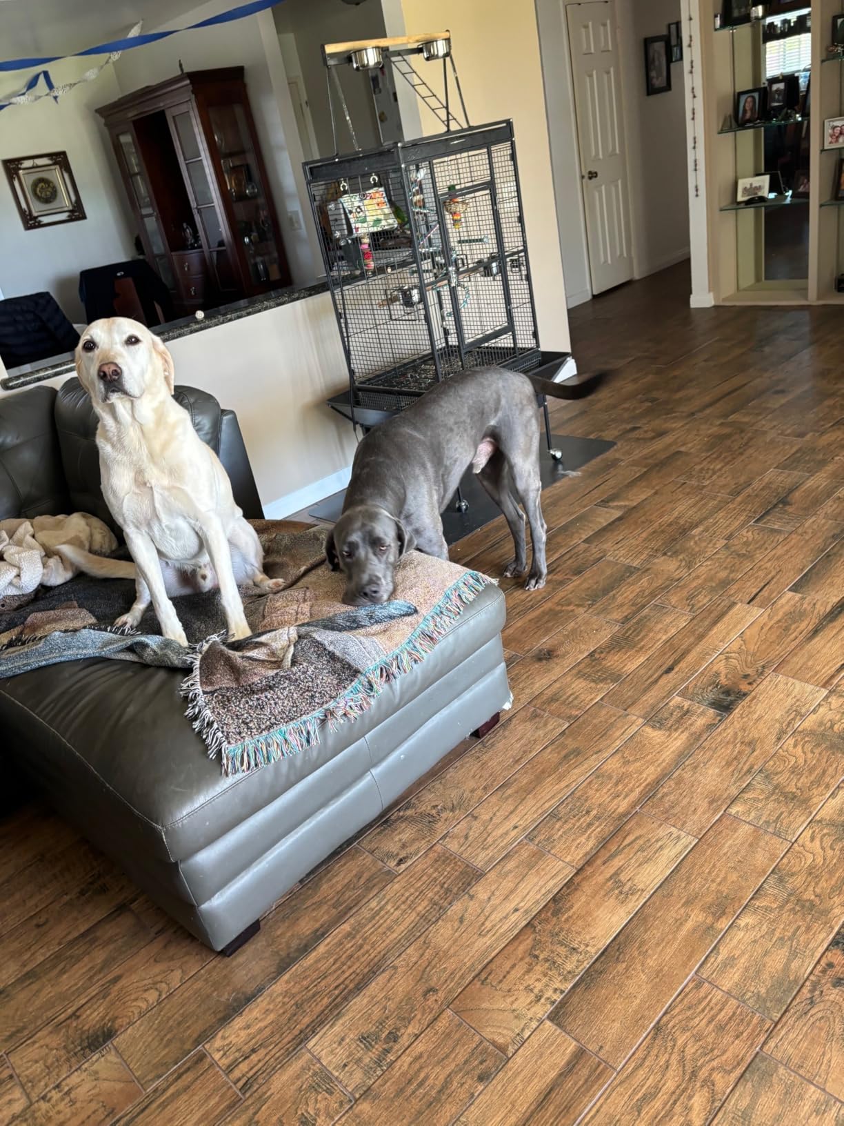 eufy Omni C20 Robot Vacuum and Mop, All-in-One Station, Auto Mop Washing and Auto Drying for Hands-Free Cleaning, 7000 Pa Powerful Suction, Self Emptying, 3.35-Inch Design - Customer Photo 3