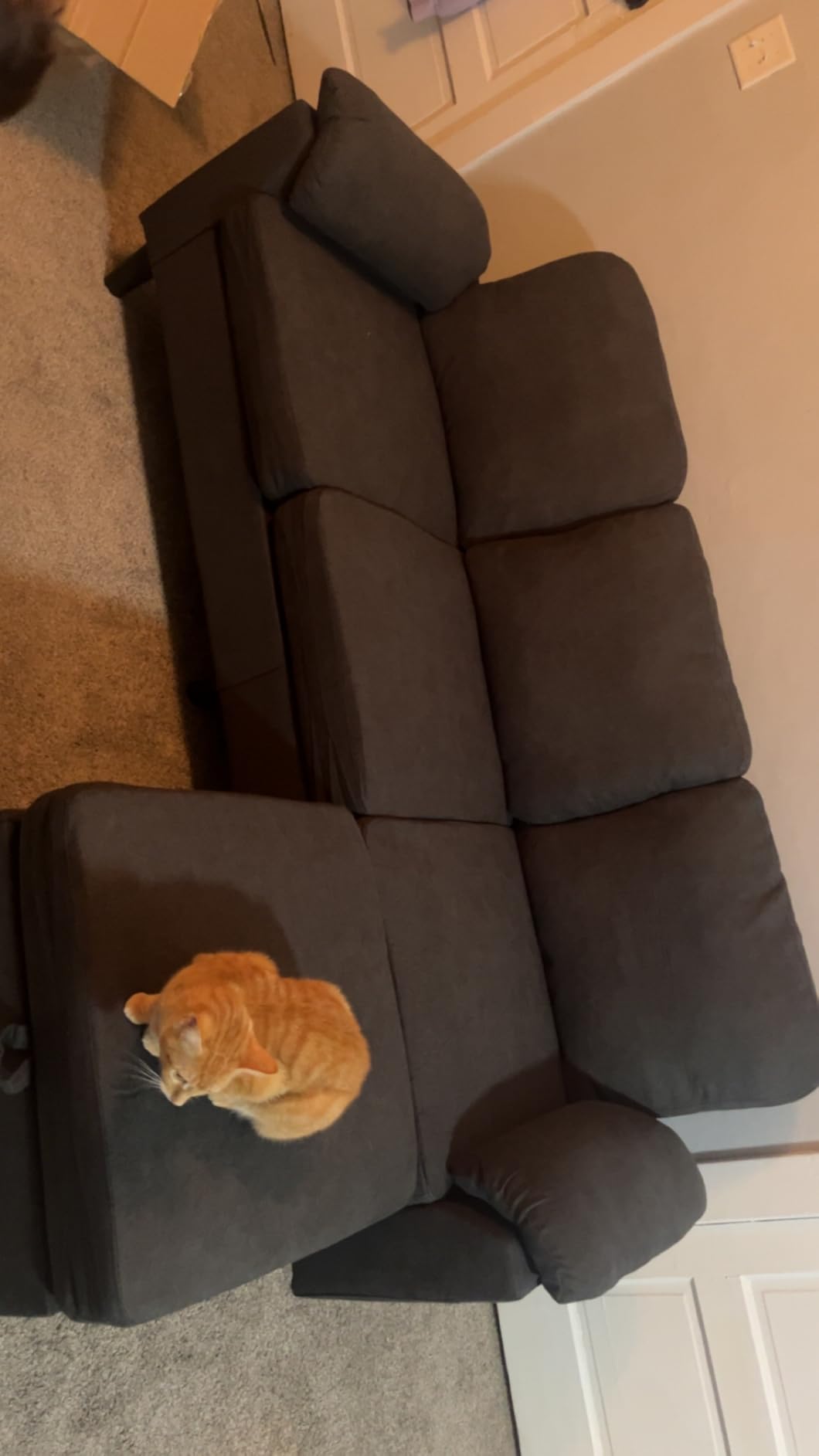 Vongrasig Convertible Sectional Couches, 3 Seat L Shaped Couch Sofa with Removable Pillows Soft Corduroy Fabric Small Couch Mid Century for Living Room, Apartment and Office Black Customer Review Vongrasig Convertible Sectional Couches, 3 Seat L Shaped Couch Sofa with Removable Pillows Soft Corduroy Fabric Small Couch Mid Century for Living Room, Apartment and Office Black - Customer Photo 1