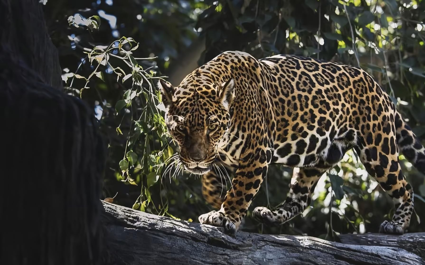 Canon EOS M50 Mark II + EF-M 15-45mm is STM Kit Black - Customer Photo 1